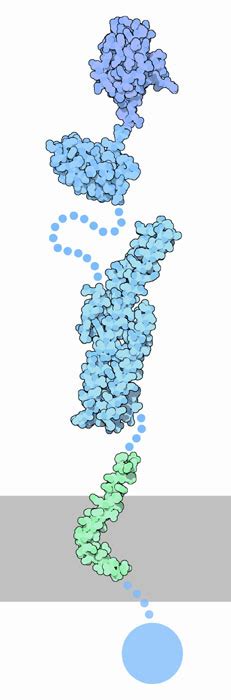 Molecule of the Month: Beta.